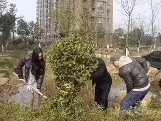 植树节全体植树去了